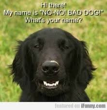 bad dog