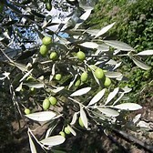 Olive tree