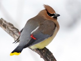cedar waxwing