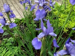 Iris