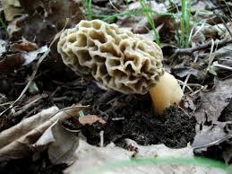 Morels